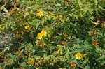 Cedarglade St. Johnswort